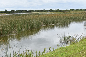 Florida Wetlands