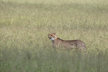 Gepard / Cheetah / Acinonyx jubatus © Ludwig