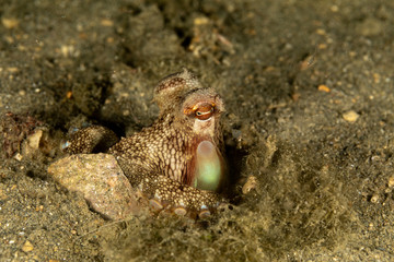 Coconut octopus and veined octopus, Amphioctopus marginatus is a medium-sized cephalopod belonging to the genus Amphioctopus