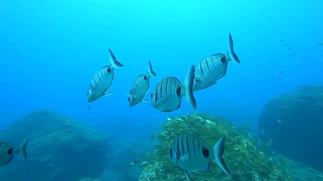 School of Moroccan white sea bream swimming underwater over a reef of the coast of Madeira island with another school in the background.