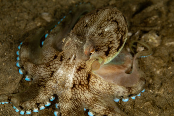 Coconut octopus and veined octopus, Amphioctopus marginatus is a medium-sized cephalopod belonging to the genus Amphioctopus