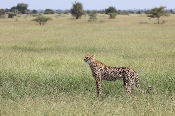 Gepard / Cheetah / Acinonyx jubatus © Ludwig