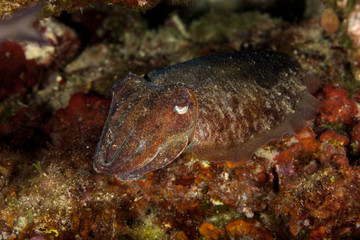 Common cuttlefish or European common cuttlefish, Sepia officinalis