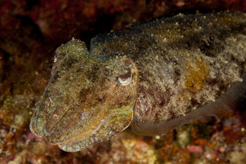 Fototapeta na wymiar Common cuttlefish or European common cuttlefish, Sepia officinalis