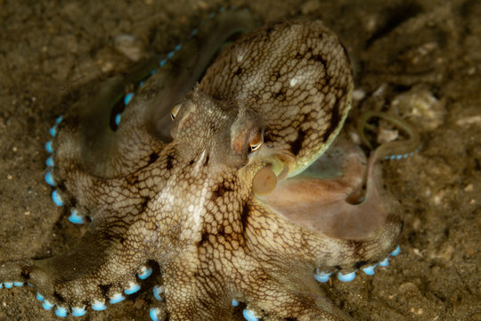 Coconut octopus and veined octopus, Amphioctopus marginatus is a medium-sized cephalopod belonging to the genus Amphioctopus