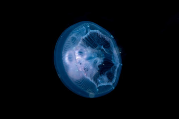 Naklejka na ściany i meble Common jellyfish, moon jellyfish, moon jelly or saucer jelly, Aurelia aurita, is a widely studied species of the genus Aurelia