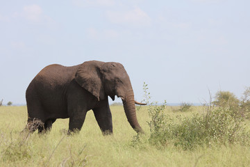 Afrikanischer Elefant / African elephant / Loxodonta africana