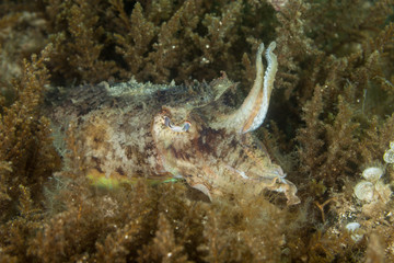 Common cuttlefish, European common cuttlefish, Sepia officinalis