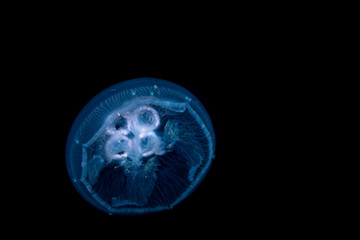 Common jellyfish, moon jellyfish, moon jelly or saucer jelly, Aurelia aurita, is a widely studied species of the genus Aurelia