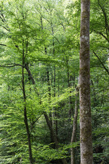 Joyce Kilmer Memorial Forest, North Carolina