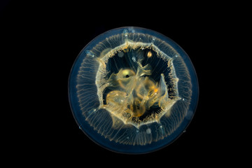 Common jellyfish, moon jellyfish, moon jelly or saucer jelly, Aurelia aurita, is a widely studied species of the genus Aurelia