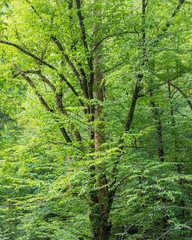 Joyce Kilmer Memorial Forest, North Carolina