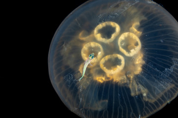 Common jellyfish, moon jellyfish, moon jelly or saucer jelly, Aurelia aurita, is a widely studied...