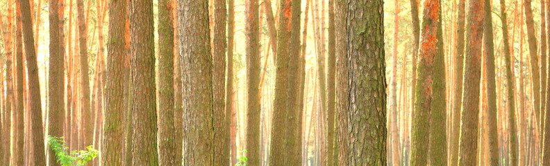 Pine forest with beautiful high pine trees in summer in sunny weather
