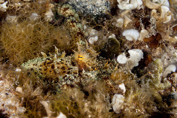 Common octopus, Octopus vulgaris