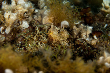 Common octopus, Octopus vulgaris