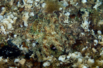 Fototapeta na wymiar Common octopus, Octopus vulgaris