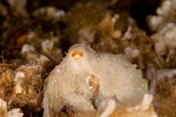 Common octopus, Octopus vulgaris