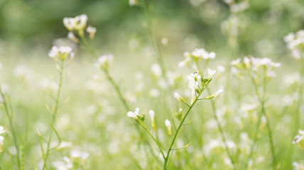 White flowers in the field