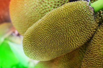 close up of kiwi fruit