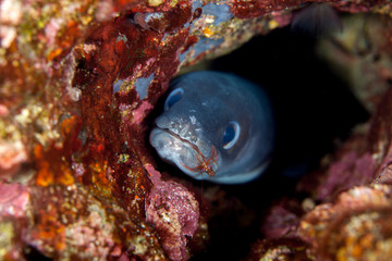 Obraz na płótnie Canvas Conger eel, Conger cinereus