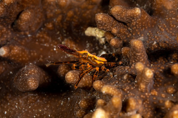 Conical crab, Xenocarcinus conicus, is a species of True Crab in the family Epialtidae