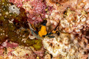 Conical crab, Xenocarcinus conicus, is a species of True Crab in the family Epialtidae