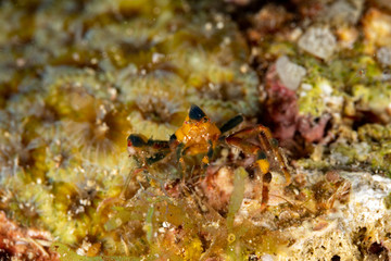 Obraz na płótnie Canvas Conical crab, Xenocarcinus conicus, is a species of True Crab in the family Epialtidae