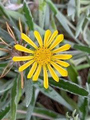yellow flower in the garden