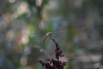 big Dragonfly