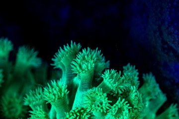 Naklejka na ściany i meble coral or anemone glowing under blacklight, glow fluorescent at night