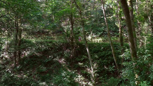 4K footage of a female backpacker pilgrim on the Way to Santiago de Compostella on the Camino del Norte of Camino de Santiago on forest path.