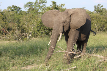 Afrikanischer Elefant / African elephant / Loxodonta africana