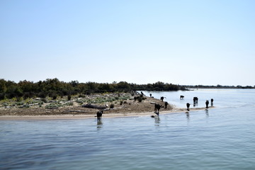 Wild black bulls of the Camargue, Southern France