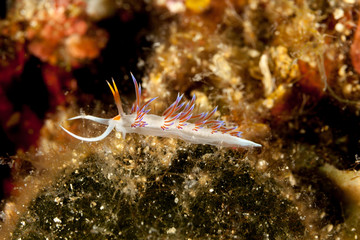 beautiful mediterranean sea slug Cratena peregrina