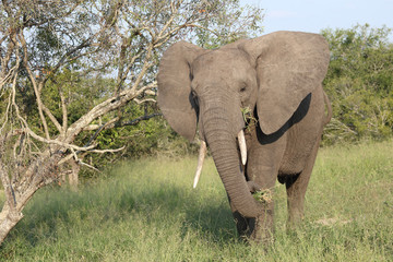 Fototapeta premium Afrikanischer Elefant / African elephant / Loxodonta africana