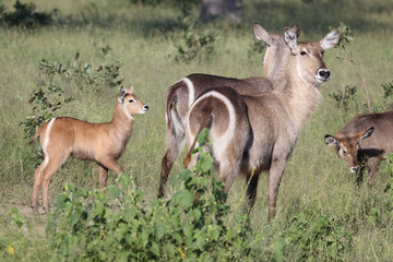 Wasserbock / Waterbuck / Kobus ellipsiprymnus