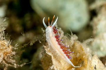 Obraz na płótnie Canvas beautiful mediterranean sea slug Cratena peregrina