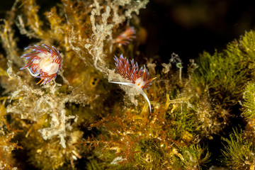 beautiful mediterranean sea slug Cratena peregrina
