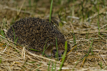 Igel nachts in der Wiese