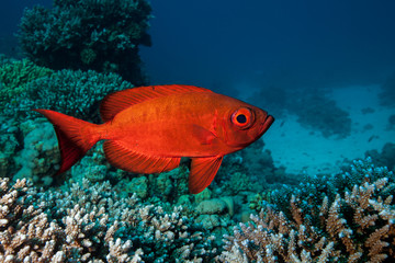 Priacanthus, the bigeyes