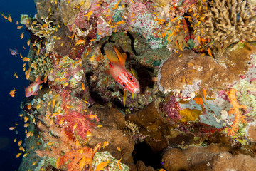 Fototapeta na wymiar Sabre squirrelfish, Sargocentrom spiniferum