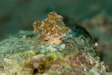 Sapsucking Slug, Cyerce is a genus of sacoglossan sea slugs, a shell-less marine opisthobranch gastropod mollusks in the family Caliphyllidae