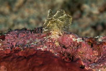 Sapsucking Slug, Cyerce is a genus of sacoglossan sea slugs, a shell-less marine opisthobranch gastropod mollusks in the family Caliphyllidae