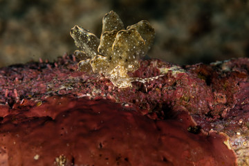 Sapsucking Slug, Cyerce is a genus of sacoglossan sea slugs, a shell-less marine opisthobranch gastropod mollusks in the family Caliphyllidae