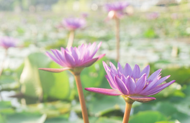 Pink lotus flowers with green leaf blooming in lotus pond,selective focus,blurred background.water lily aquatic tropical plants for worship,spring season