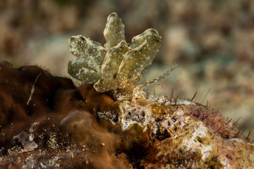 Sapsucking Slug, Cyerce is a genus of sacoglossan sea slugs, a shell-less marine opisthobranch gastropod mollusks in the family Caliphyllidae