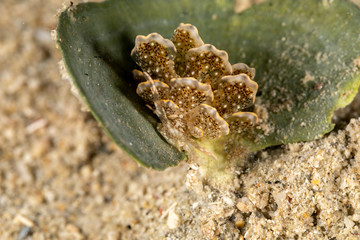 Sapsucking Slug, Cyerce is a genus of sacoglossan sea slugs, a shell-less marine opisthobranch gastropod mollusks in the family Caliphyllidae