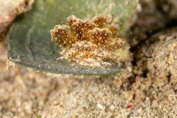 Sapsucking Slug, Cyerce is a genus of sacoglossan sea slugs, a shell-less marine opisthobranch gastropod mollusks in the family Caliphyllidae