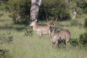 Wasserbock / Waterbuck / Kobus ellipsiprymnus